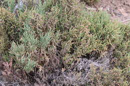 Imagem de Tecticornia pergranulata (J. M. Black) K. A. Sheph. & Paul G. Wilson
