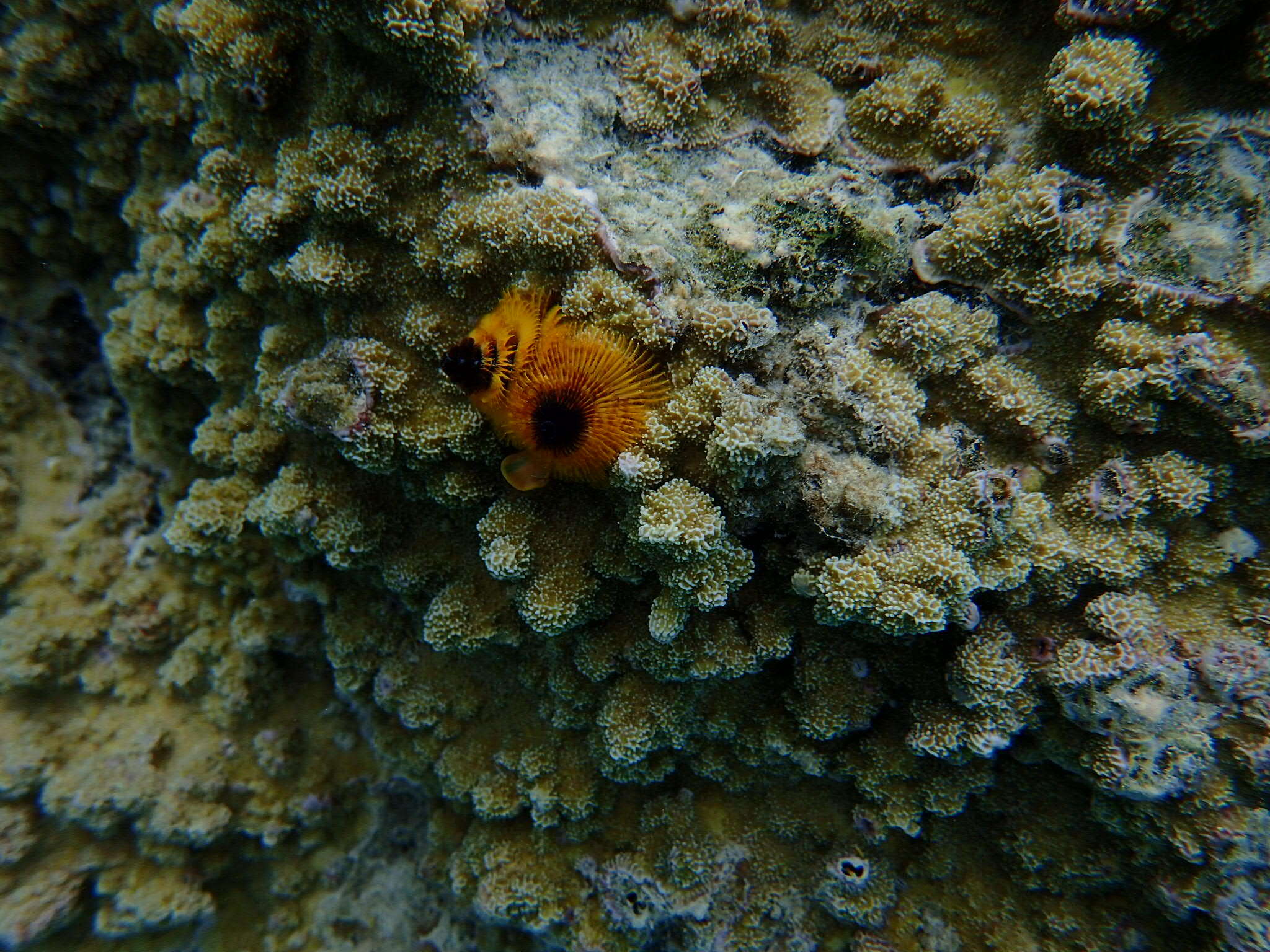 Image of Christmas tree worm