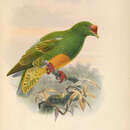 Image of Knob-billed Fruit Dove