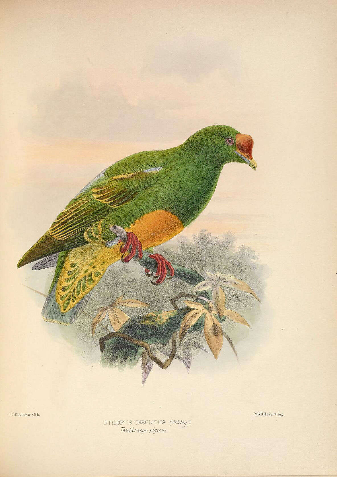 Image of Ptilinopus Swainson 1825