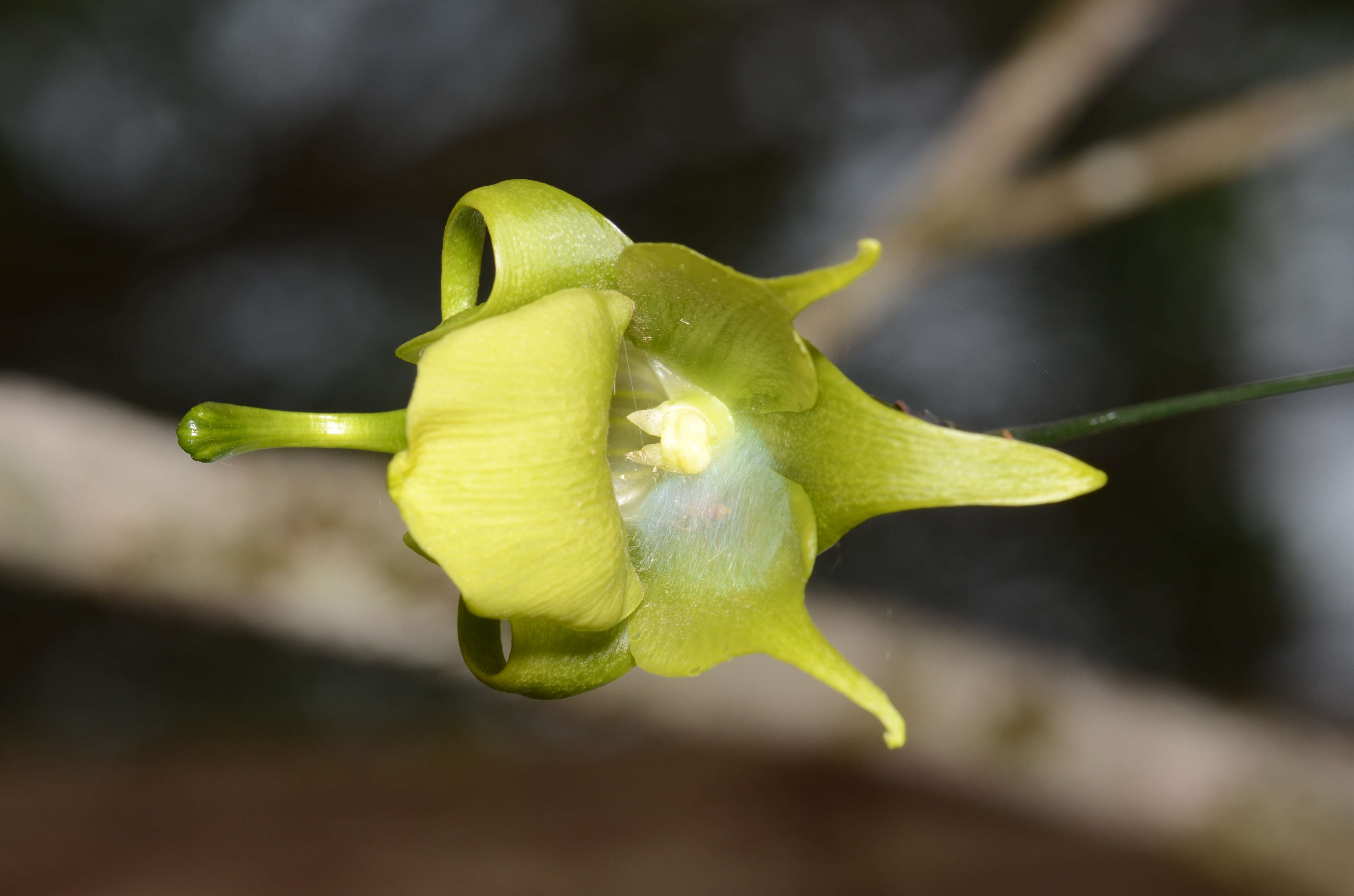 Imagem de Aeranthes ramosa Rolfe