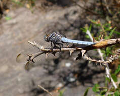 Image of Skimmers (Dragonflies)