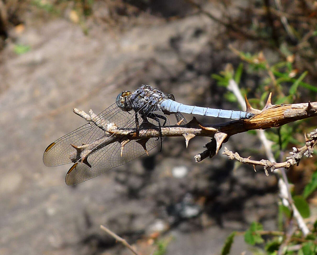 Image of Skimmers (Dragonflies)