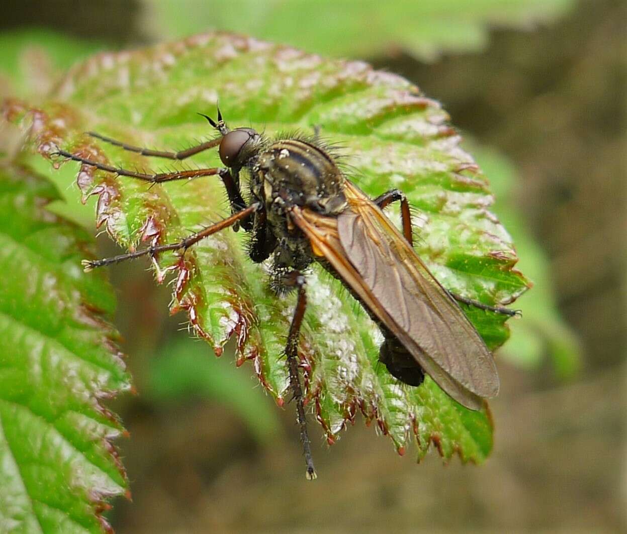 Image of Empis