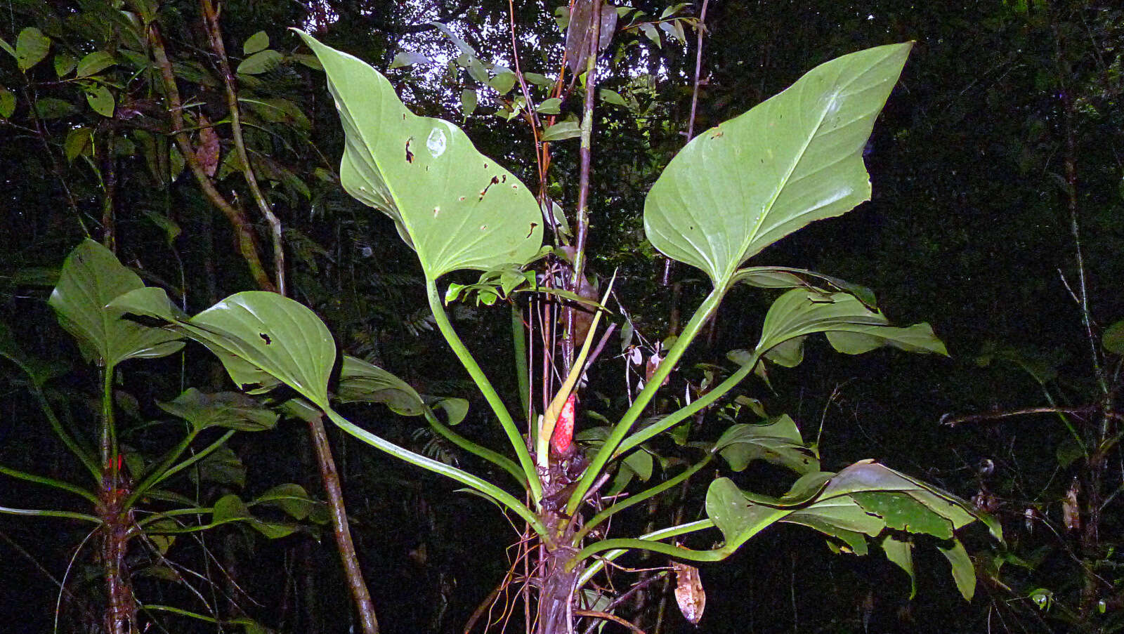 Image of shortstem philodendron