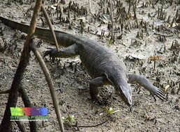 Image of monitor lizards