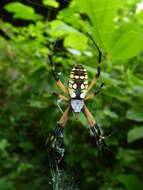 Image of Argiope