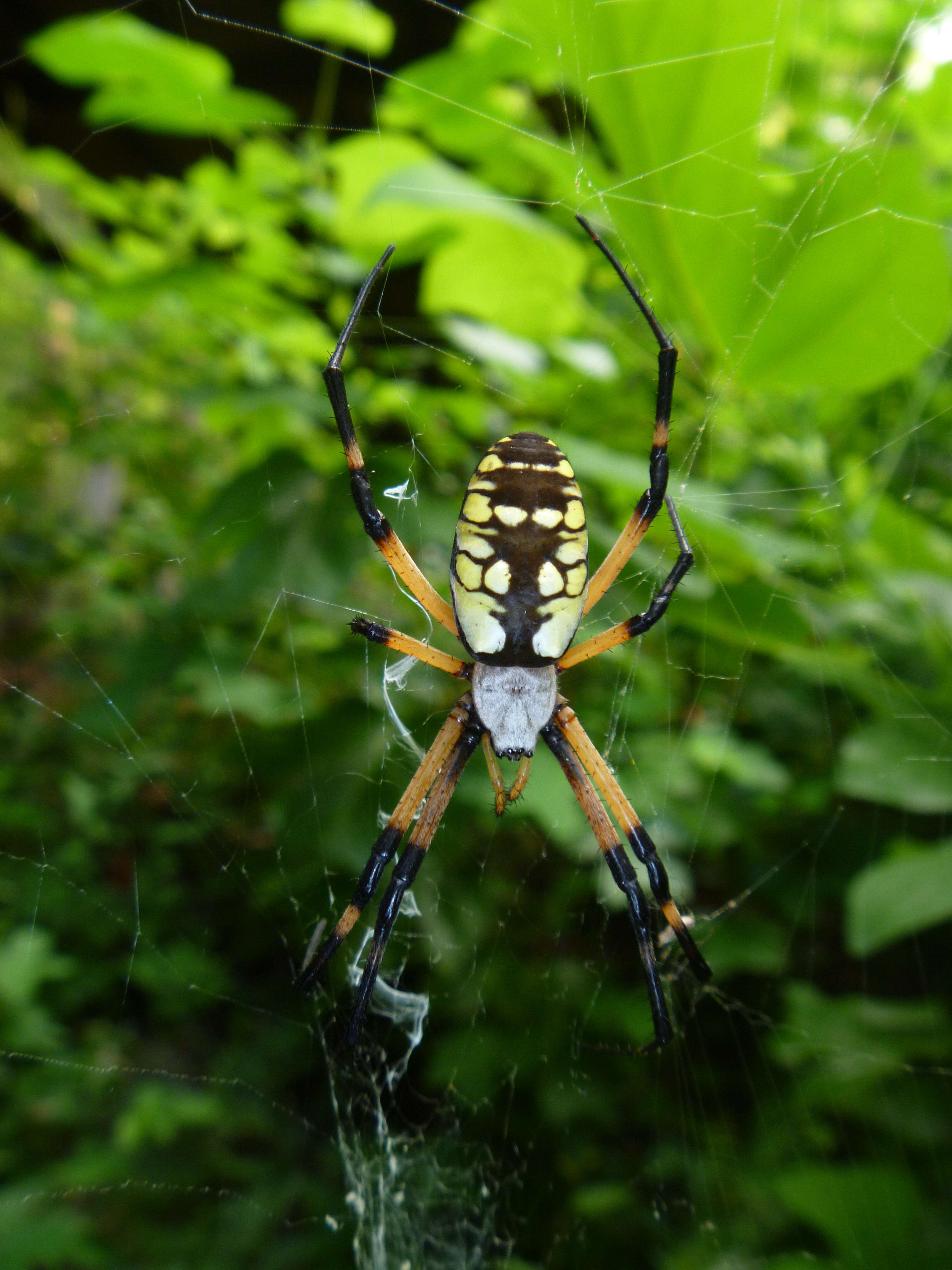 Image of Argiope