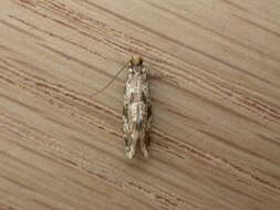 Image of Cork Moth