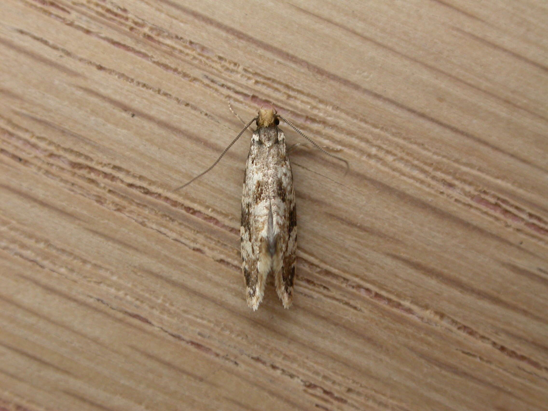 Image of Cork Moth