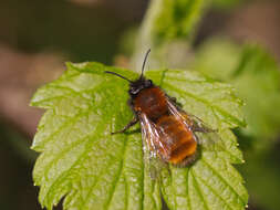 Image of Mining Bees