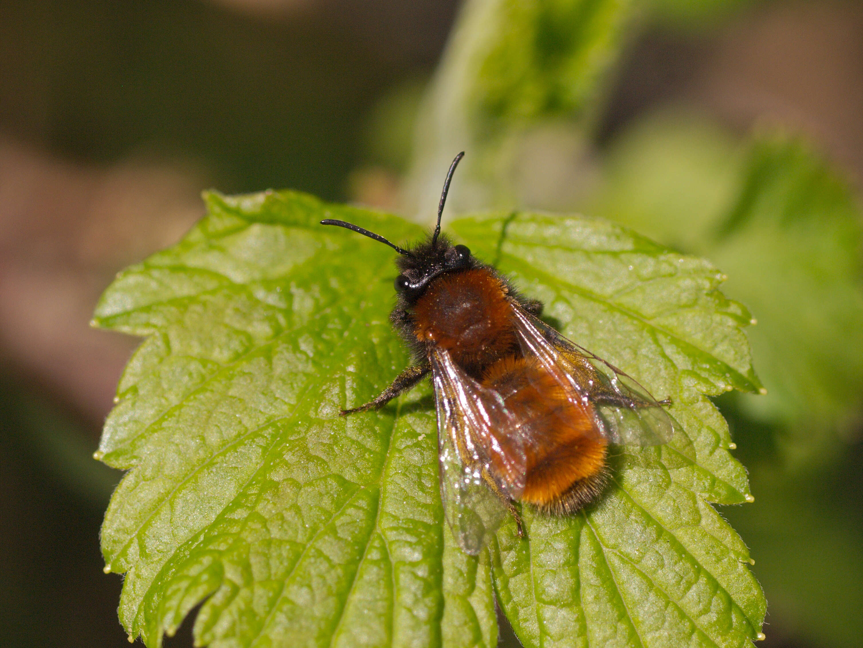 Image of Mining Bees