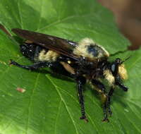 Image of Bee-like Robber Flies