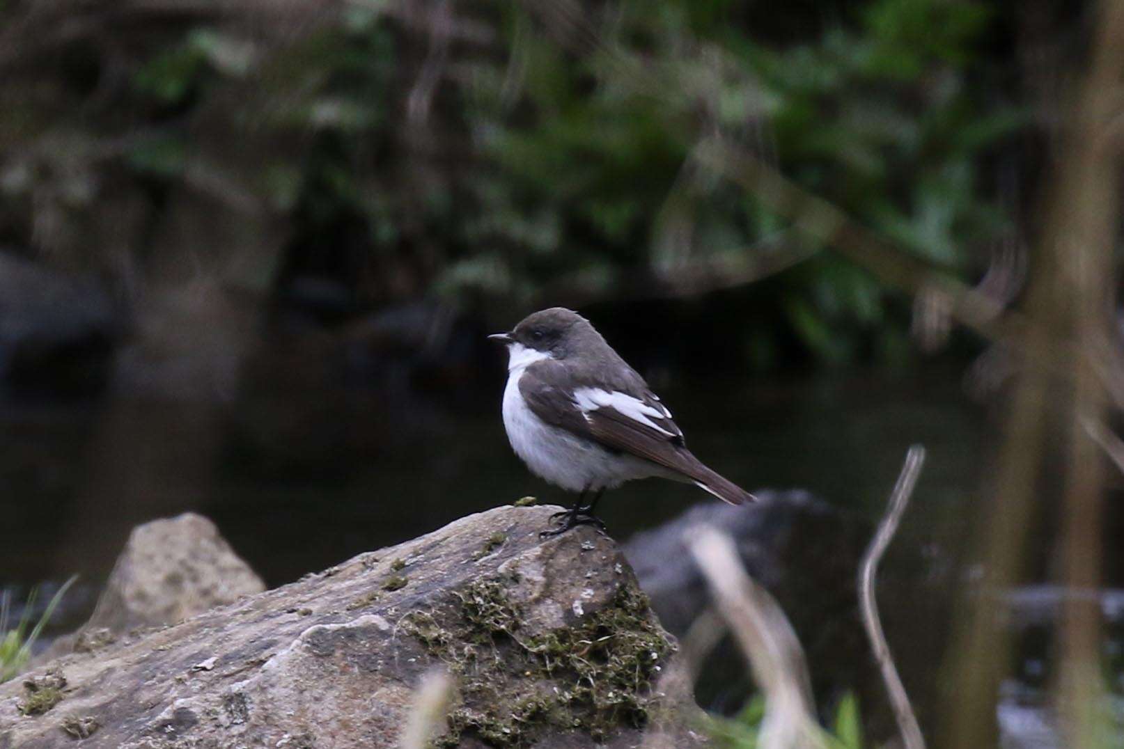 Plancia ëd Ficedula hypoleuca (Pallas 1764)