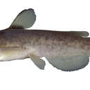 Image of Flat Bullhead