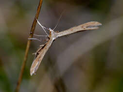 Image de Stenoptilia pterodactyla (Linnaeus 1761)