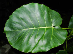 Imagem de Ficus nymphaeifolia Mill.