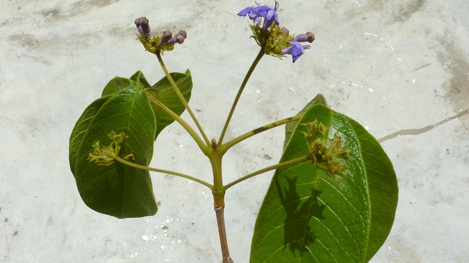 Image of Vitex rufescens A. Juss.