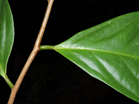 Image of Desmopsis verrucipes Chatrou, G. E. Schatz & N. Zamora