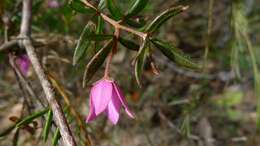 Image of showy boronia