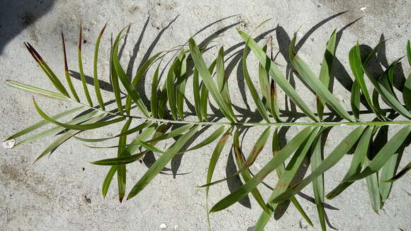 Image of Beach Coconut