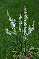 Image of Ladies'-tresses