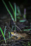 Image of Lithobates Fitzinger 1843