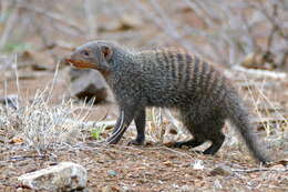 Image of Banded mongooses