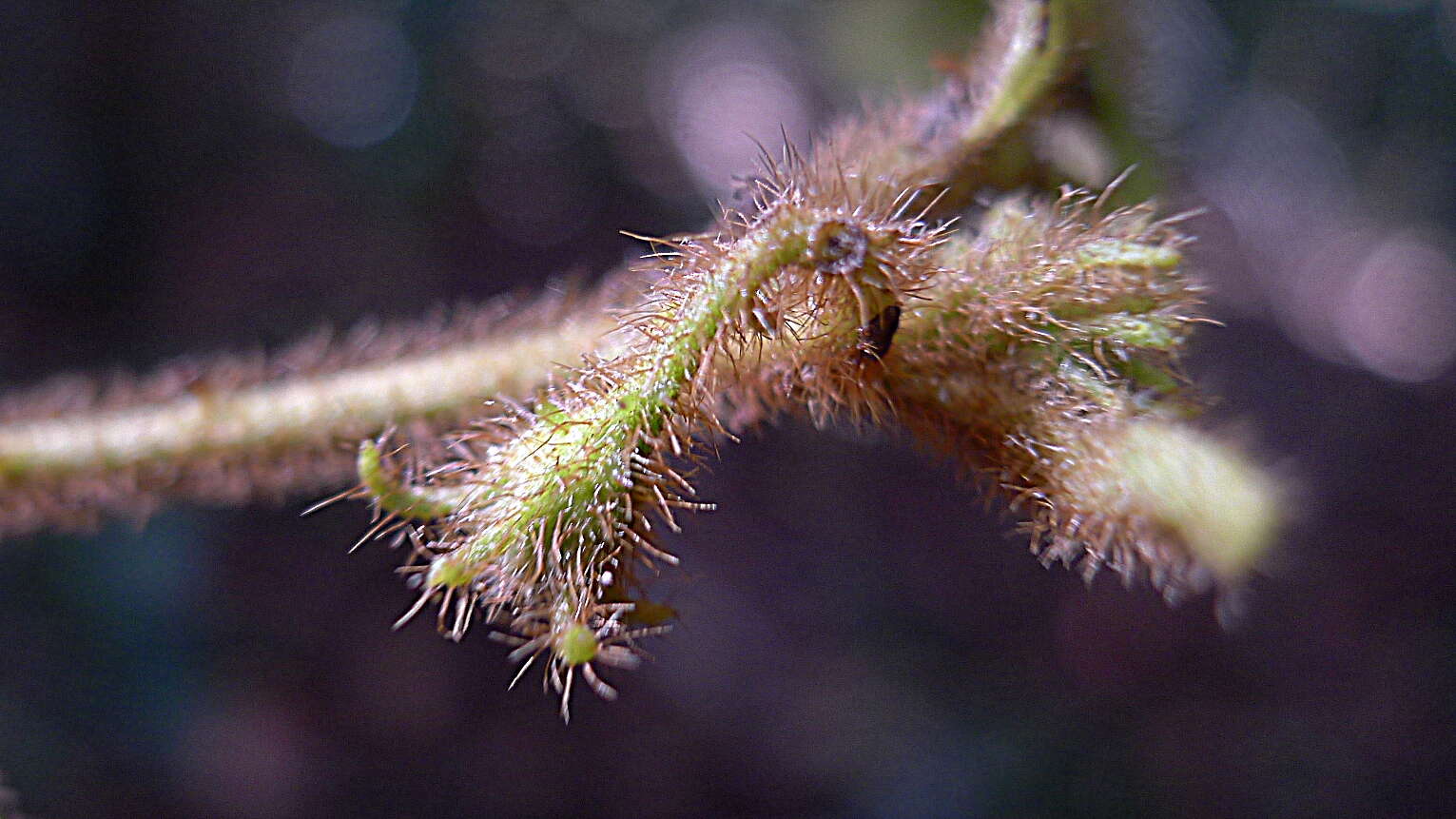 Слика од Solanum rupincola Sendtn.