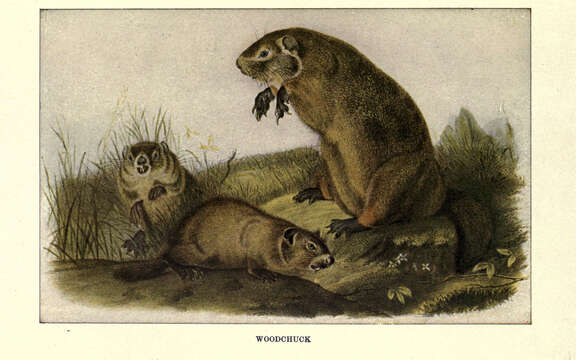 Image of Marmota subgen. Marmota Blumenbach 1779