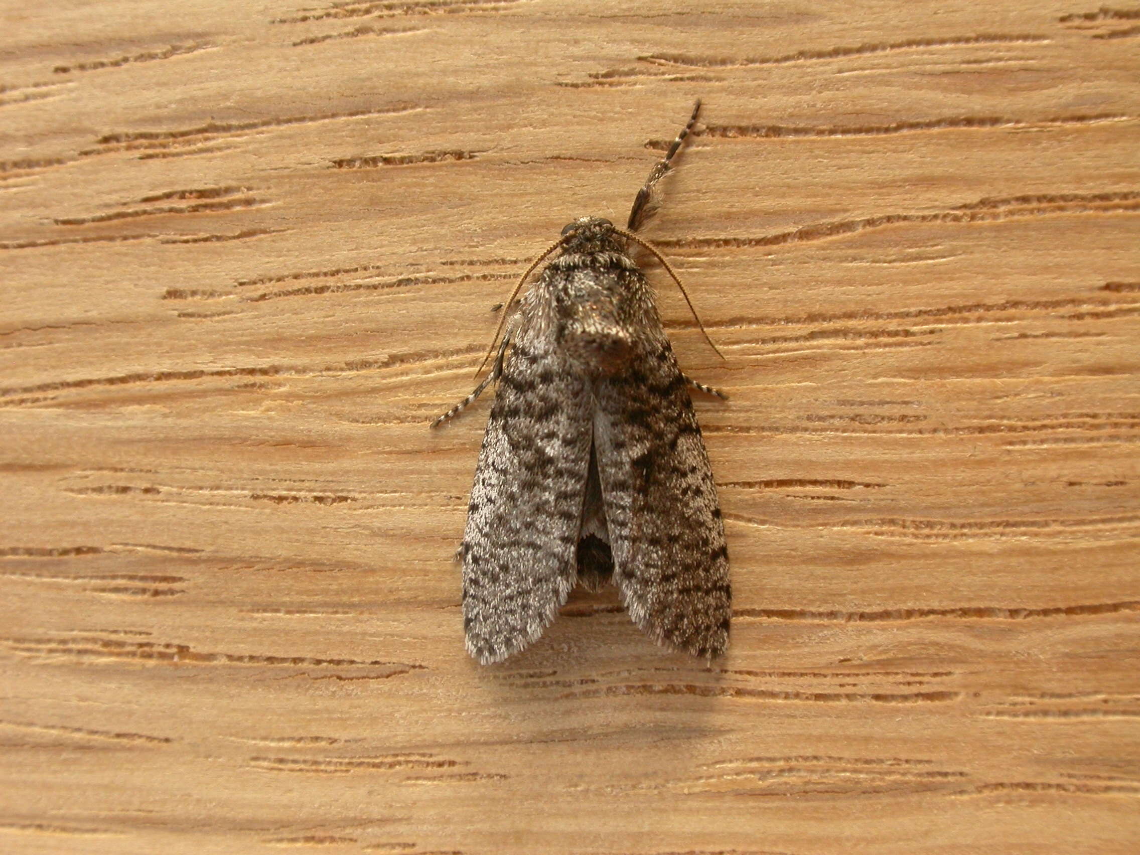 Image of bagworm moths