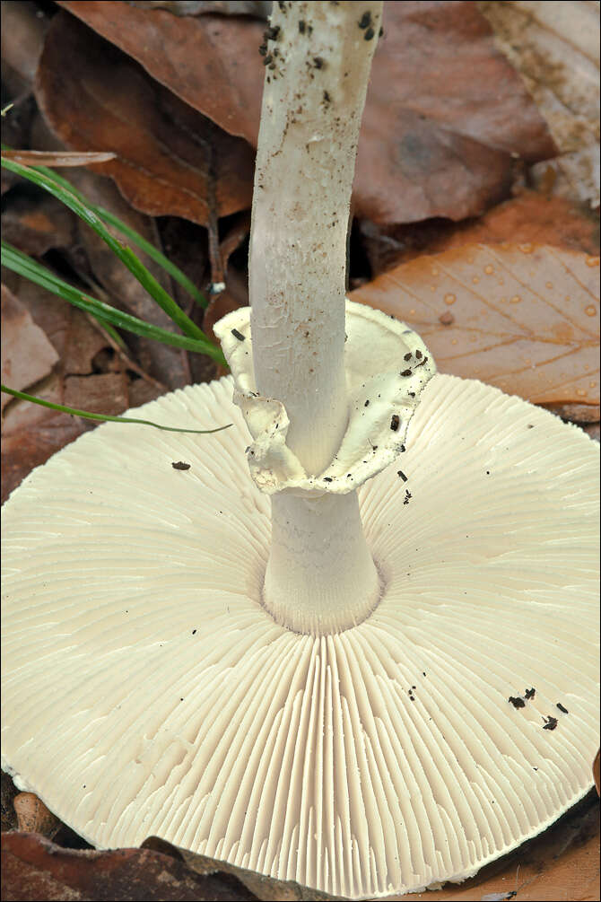 Image of False deathcap