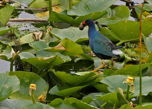 Image of Swamphen