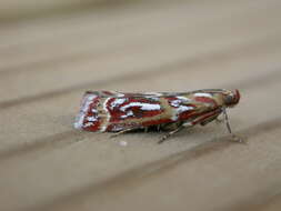 Image de Acrobasis porphyrella Duponchel 1836