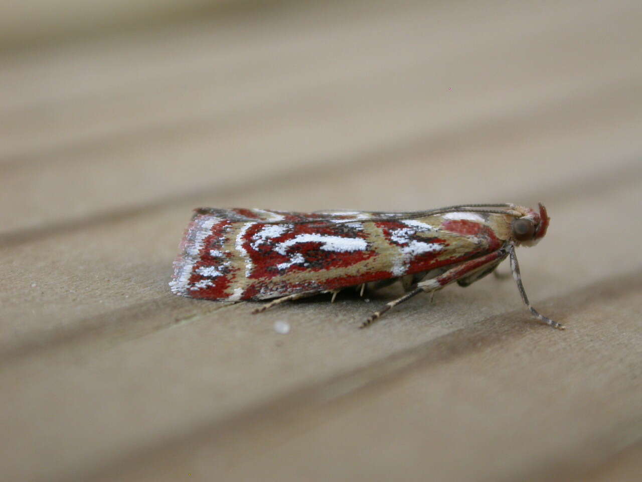 Image de Acrobasis porphyrella Duponchel 1836