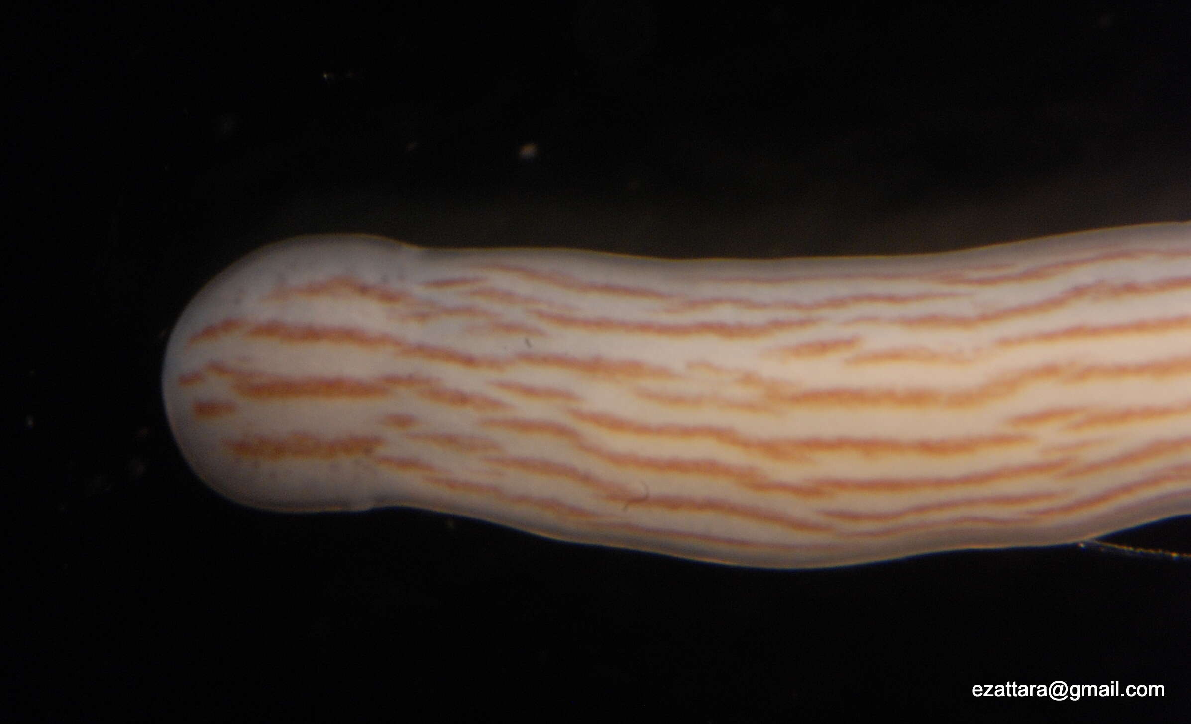Image of Pilidiophora