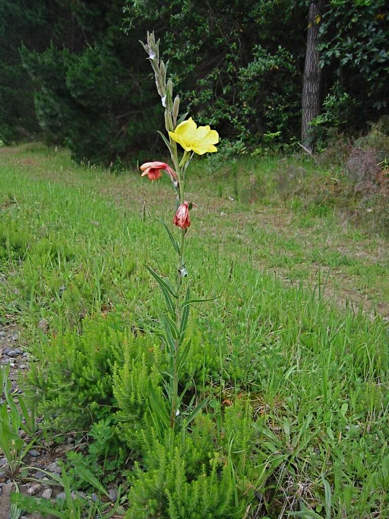 Image of evening primrose