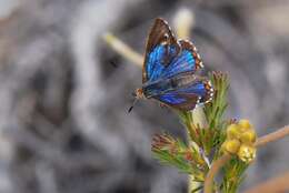 Imagem de Hypochrysops halyaetus Hewitson 1874