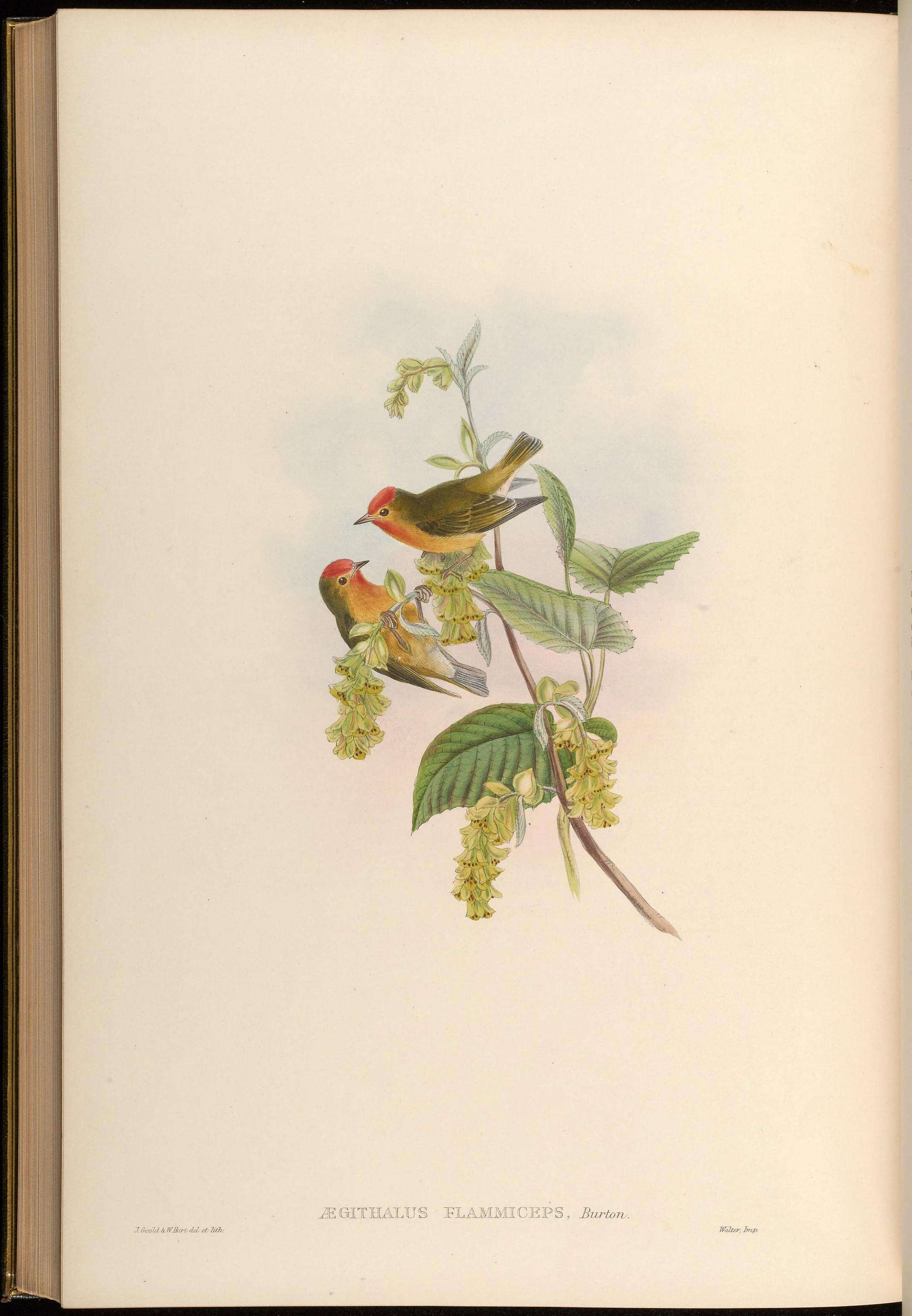 صورة Cephalopyrus Bonaparte 1854