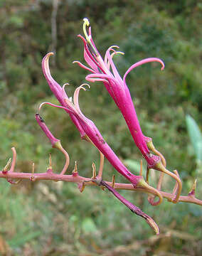 Image of Siphocampylus scandens (Kunth) G. Don