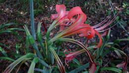 Слика од Hippeastrum stylosum Herb.