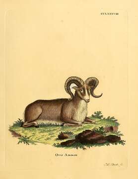 Image of argali, mouflon