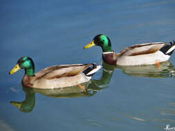 Image of Common Mallard