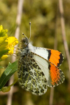 Image of Orangetips