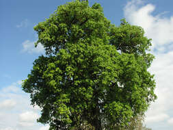 Image of Ficus zarzalensis Standl.