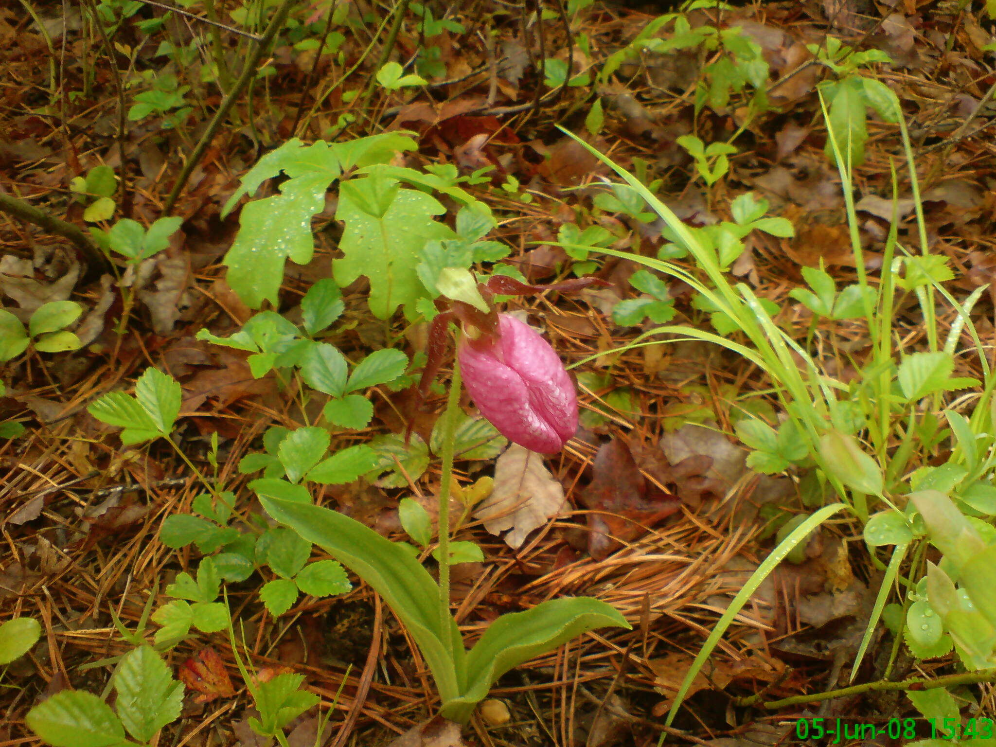 Слика од Cypripedium