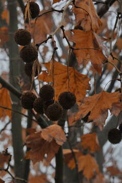 Image of plane tree family