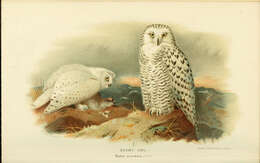 Image of Eagle-owls