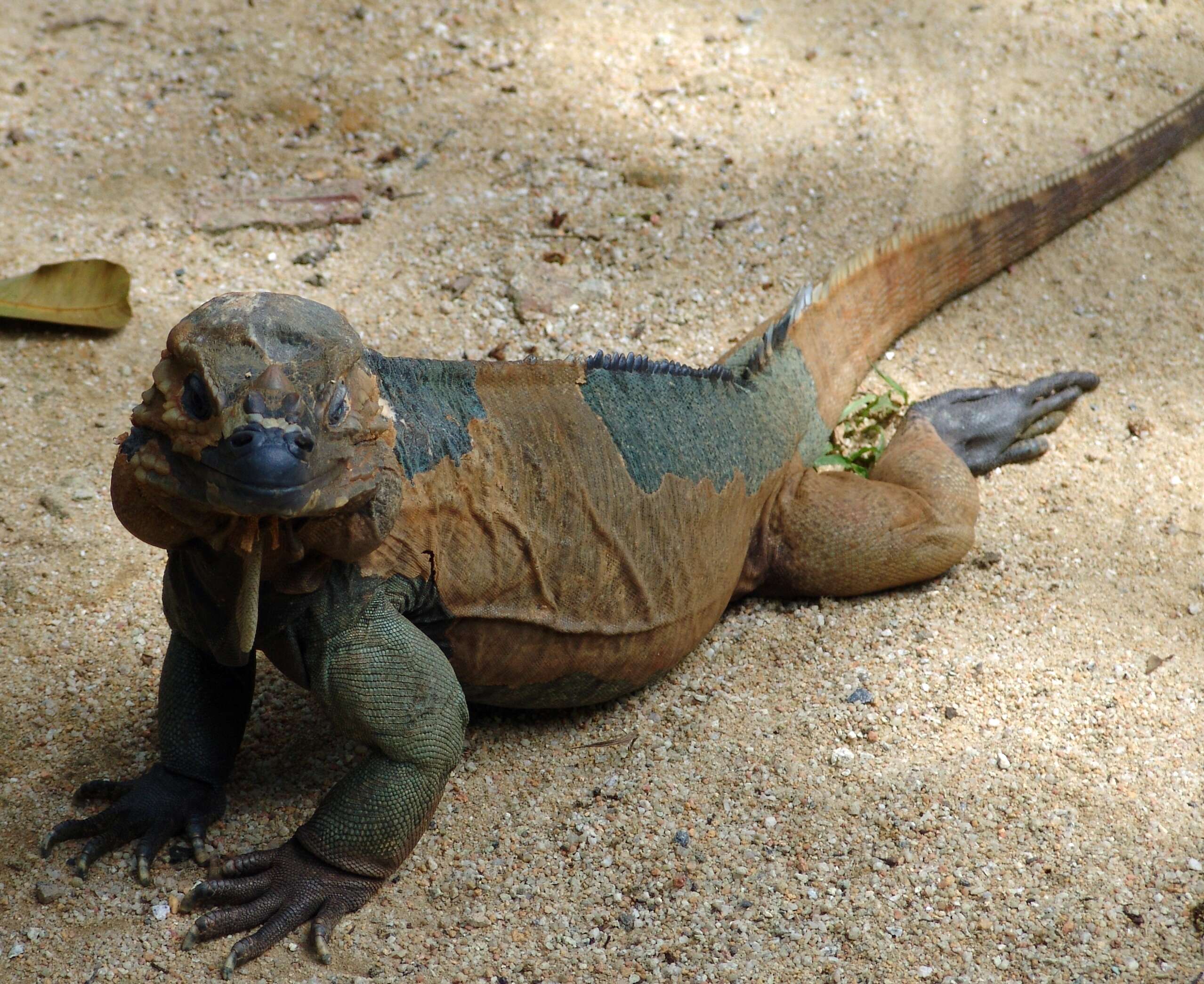 Image of Ground Iguanas