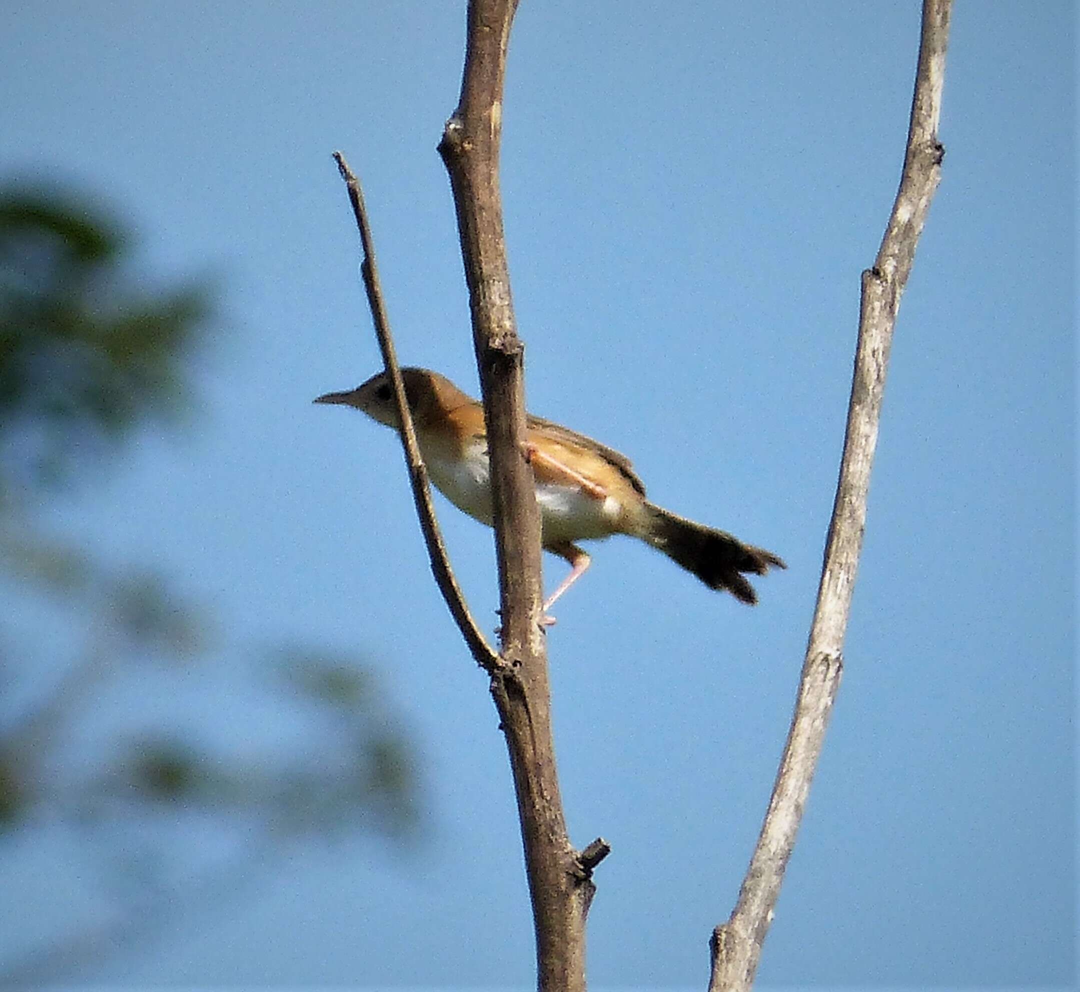 Image of Cisticola Kaup 1829